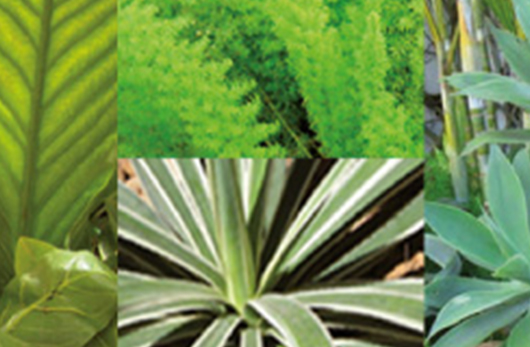 architecture de paysage et design d'intérieur