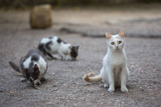 Capture des chats et chiens érrants - ldhygiene-services