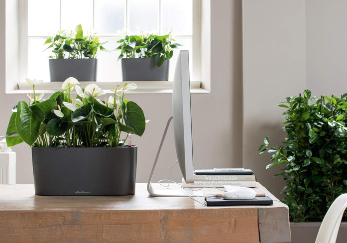 Design Floral intérieur - Cpsm Mur Végétal