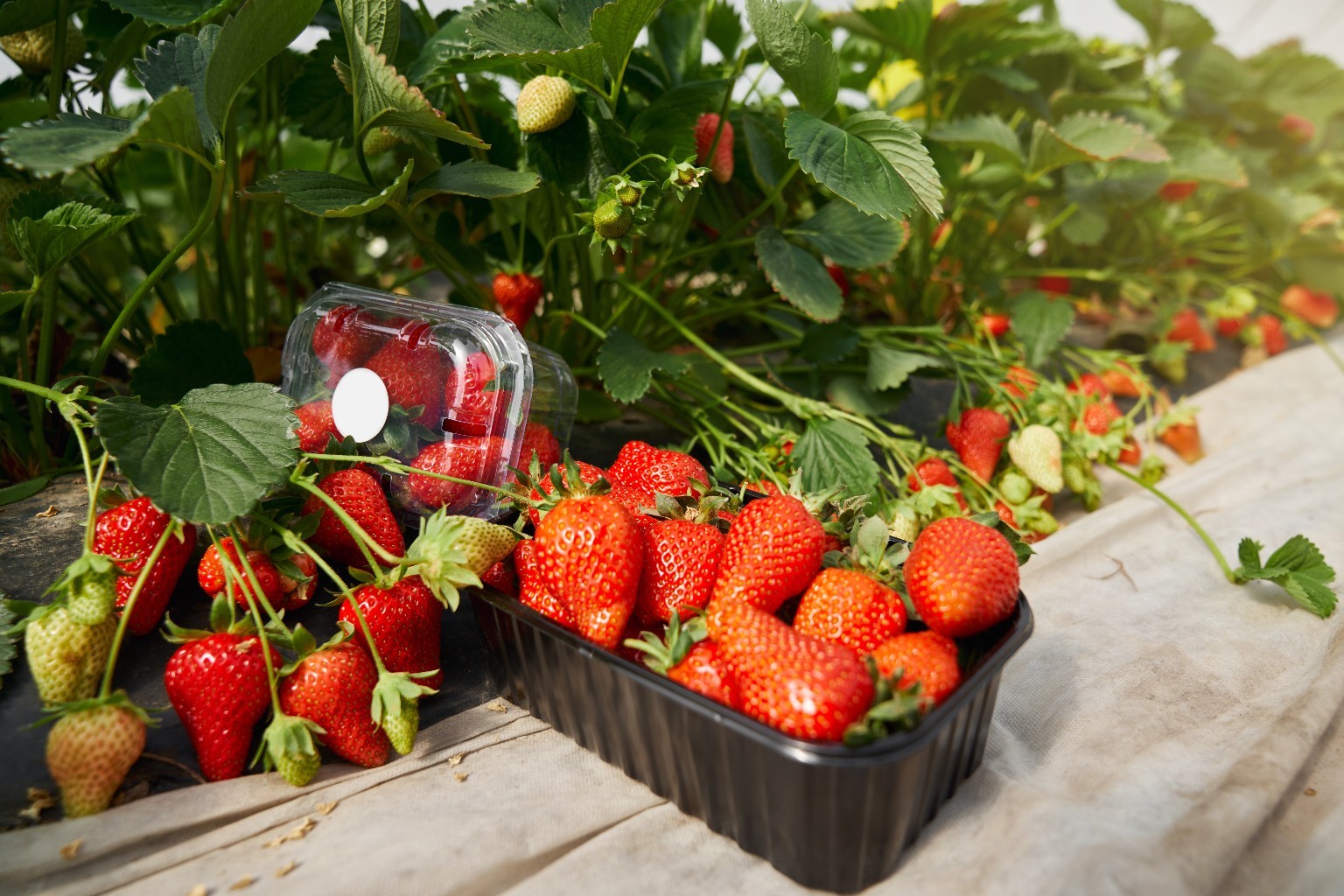 Fraises - afripack