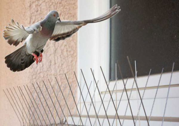 Dépigeonnage - mobis.ma