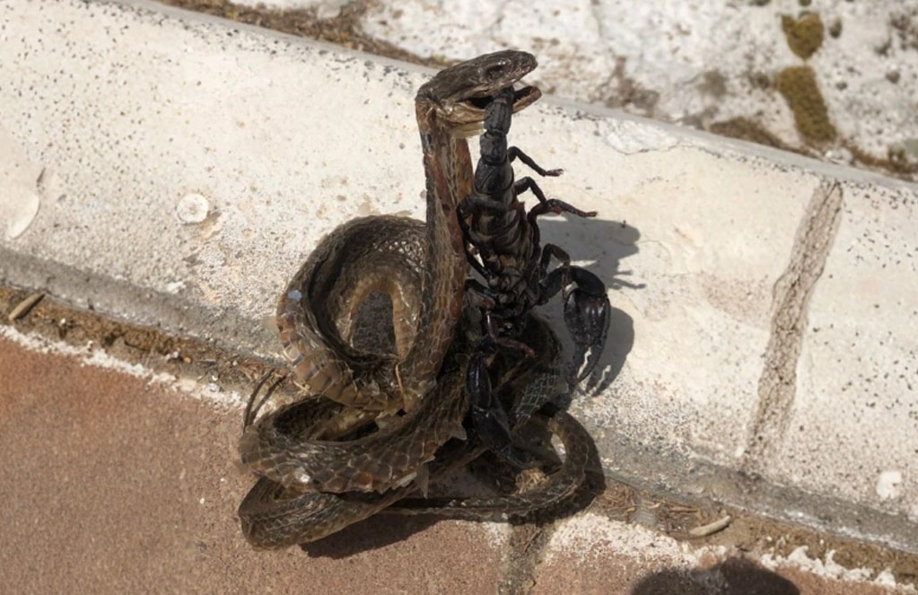 Déreptilisation - yatris