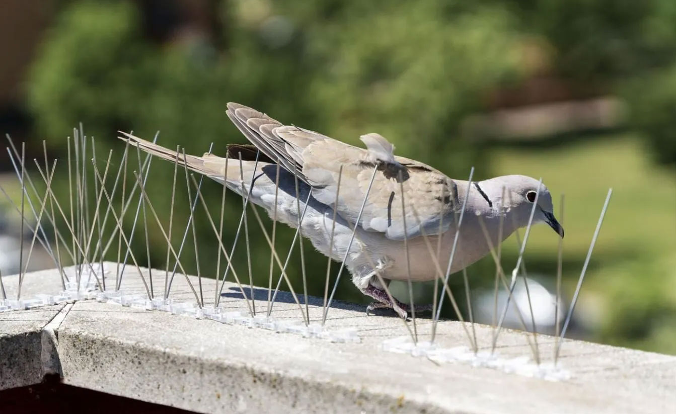 Dépigeonnisation Professionnelle Éloignement Pigeons - new-cap-business