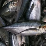Pelagic Fishes 5 products