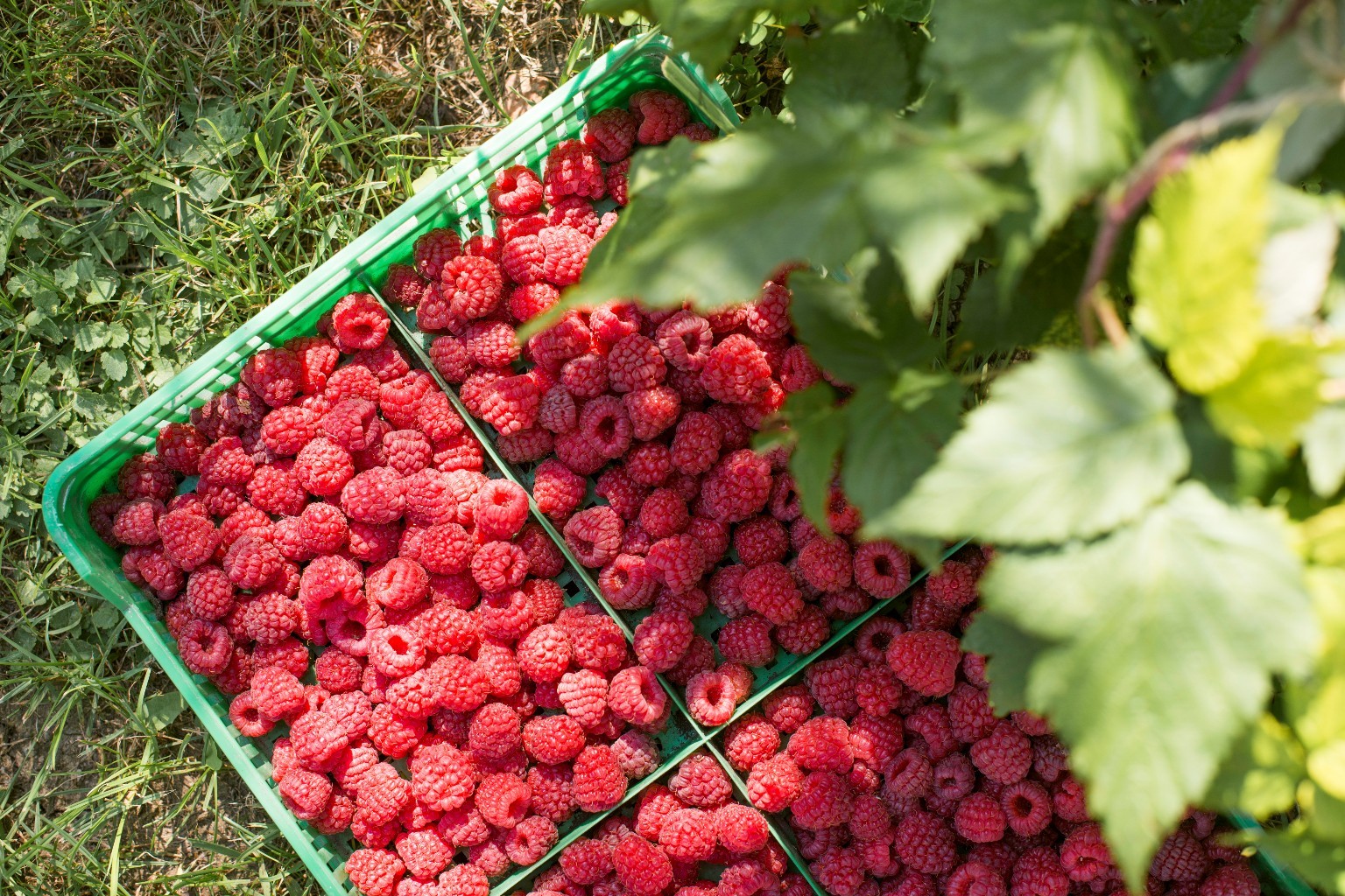 Framboises - afripick
