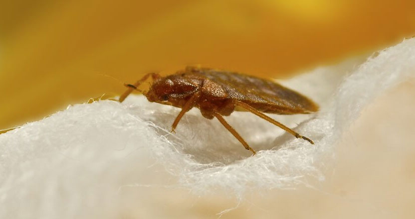 Punaises de lit désinsectisation - carrefour-hygiene