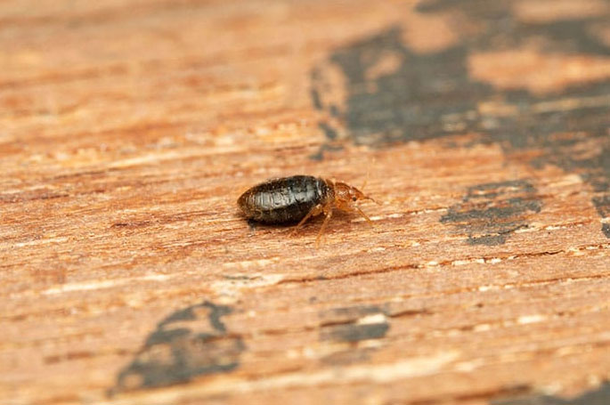 Punaises de lit - hess