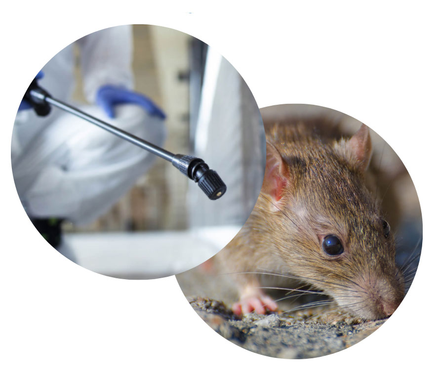 Dératisation Professionnelle - Rats et Souris - new-cap-business